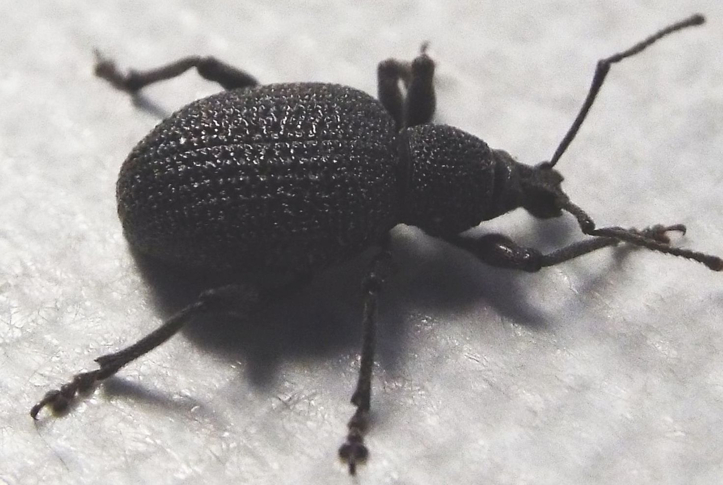 Otiorhynchus armatus - Curculionidae